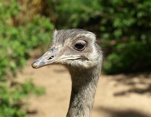 Close-up of an ostrich`s head