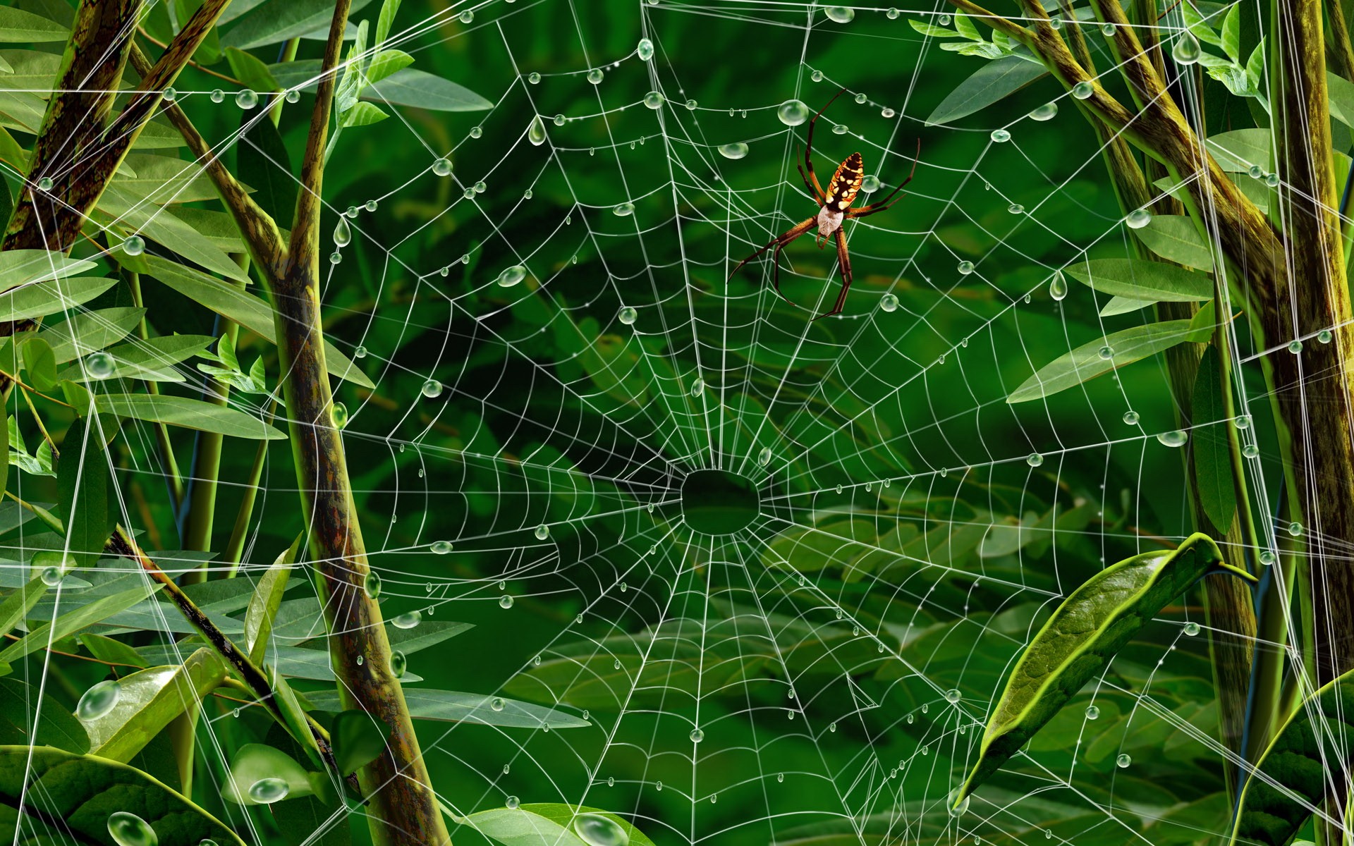 Free photo Spider web