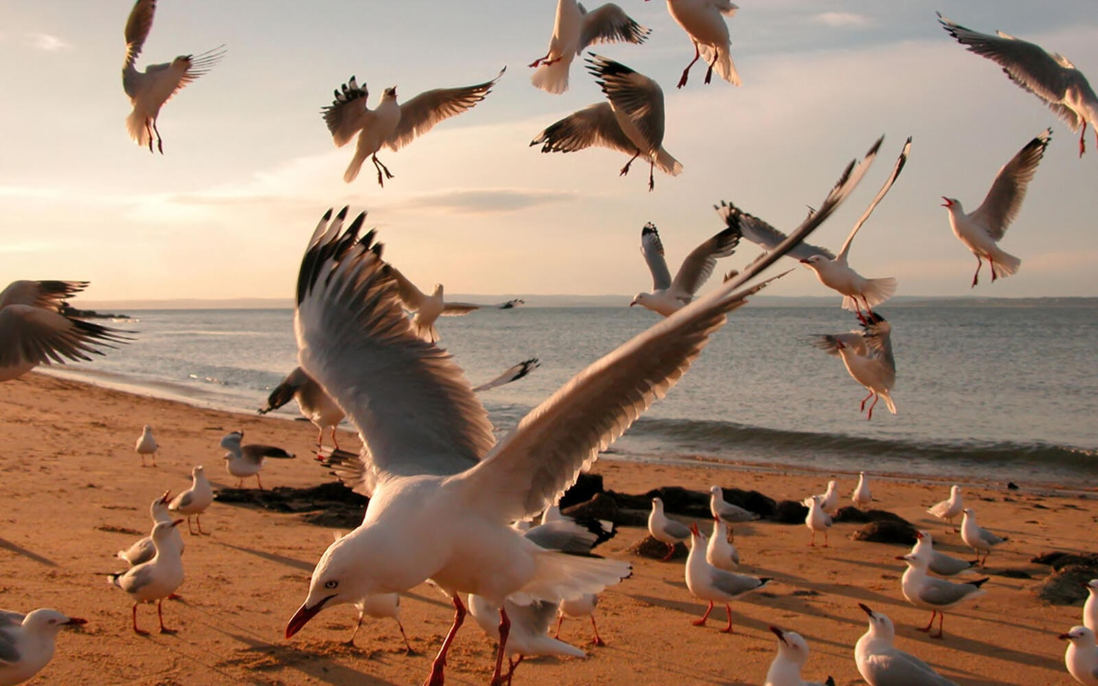 免费照片沙滩上的许多海鸥