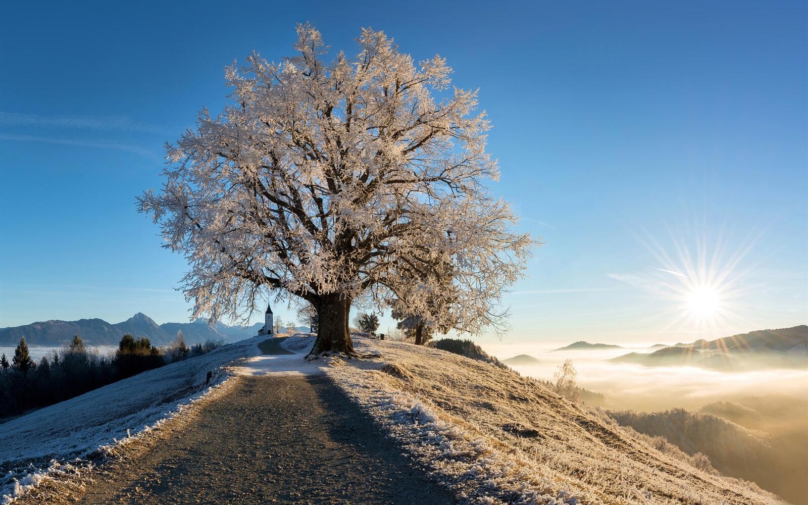 Бесплатное фото Замороженная природа утром при солнечном свете
