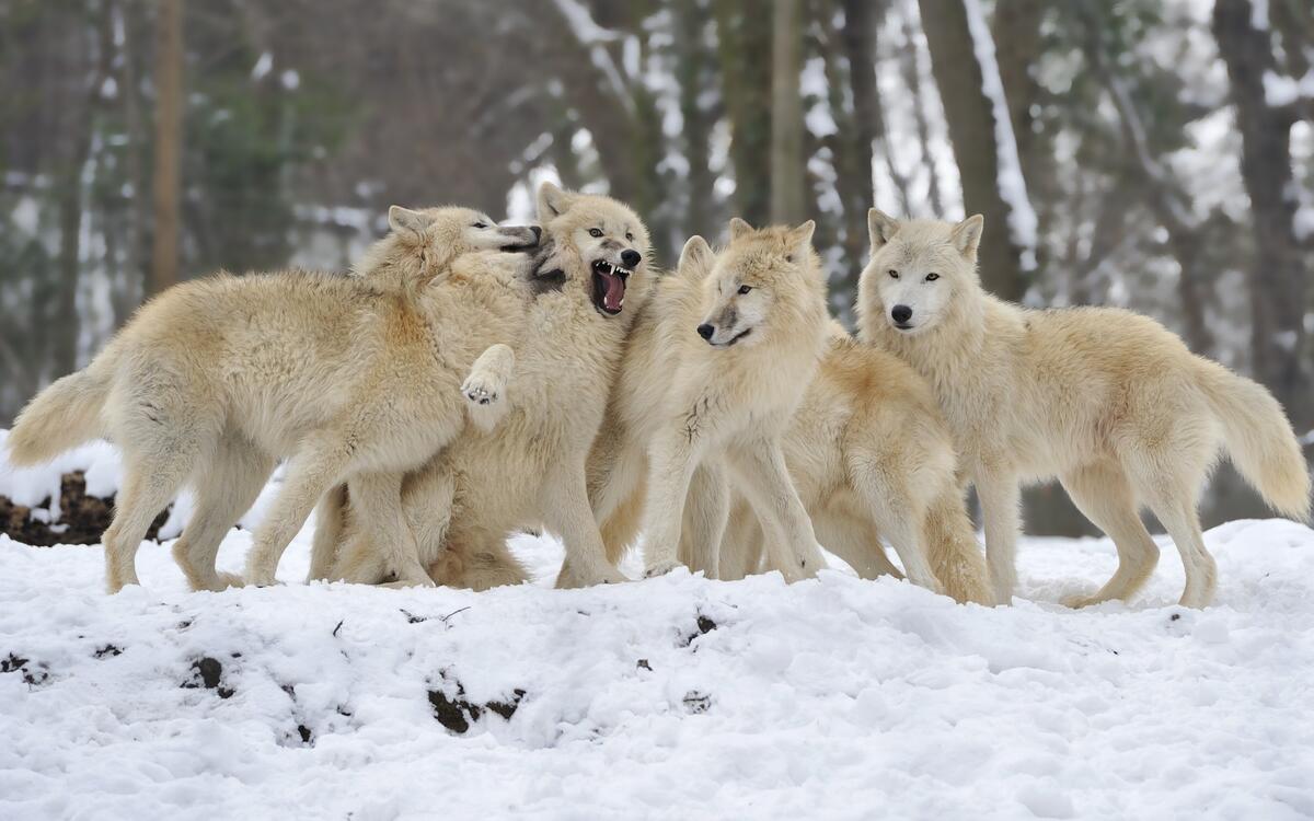 Стая белых волков возле леса