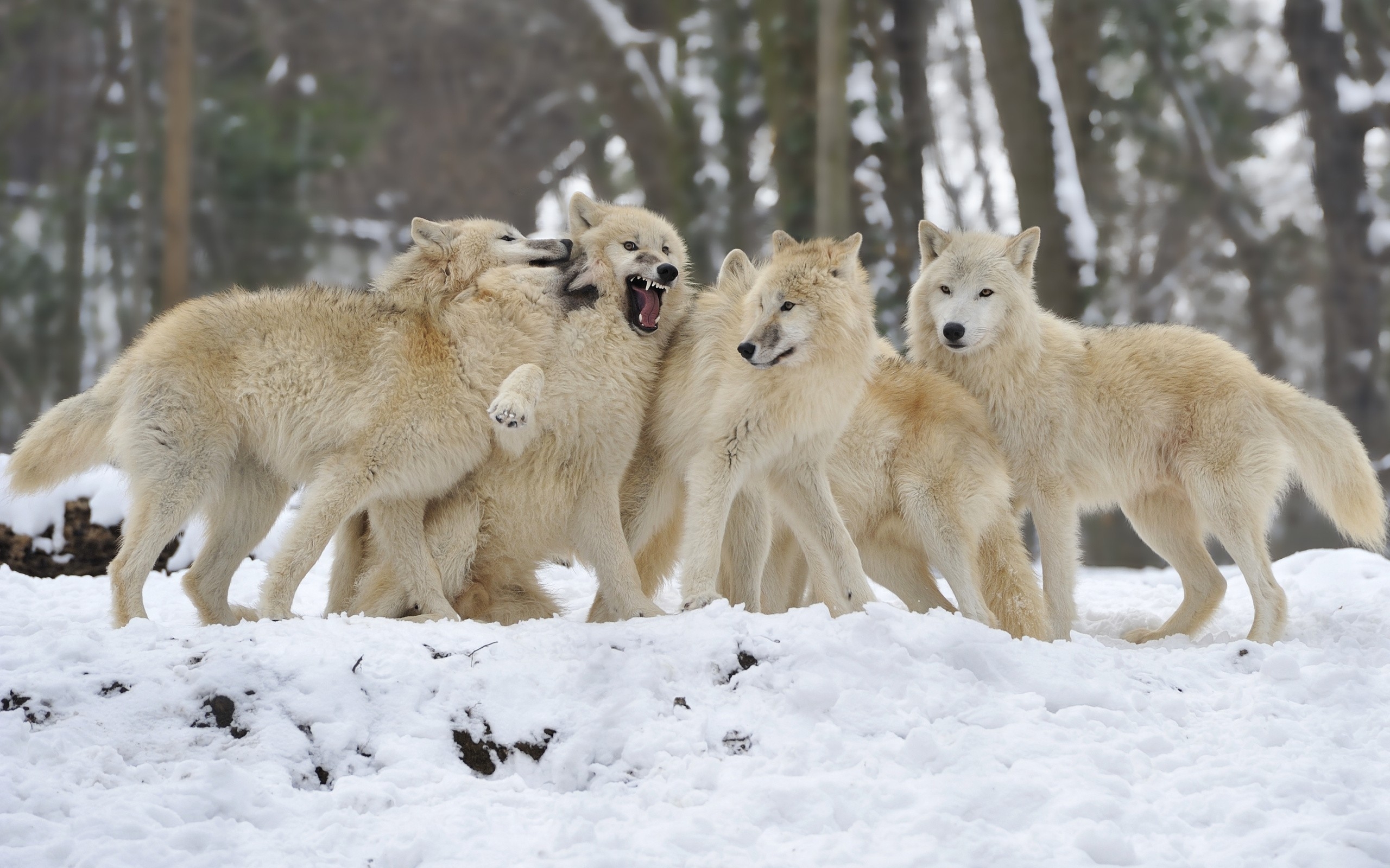Free photo A pack of white wolves near the forest
