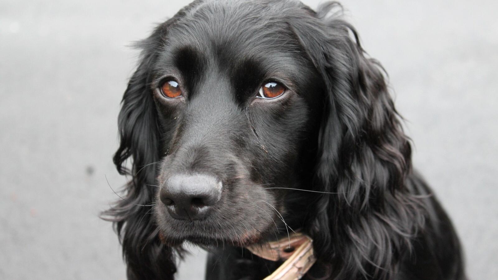 Бесплатное фото Портрет кудрявого черного пса