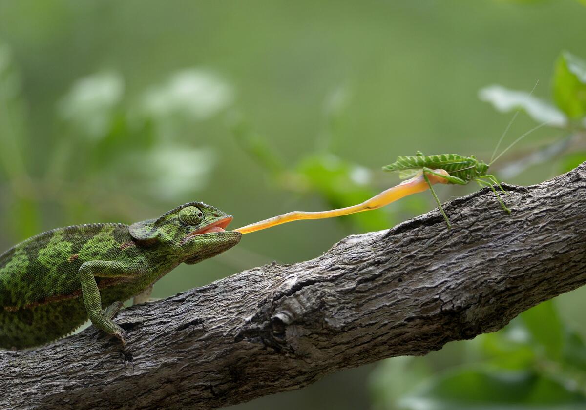 A chameleon caught a grasshopper