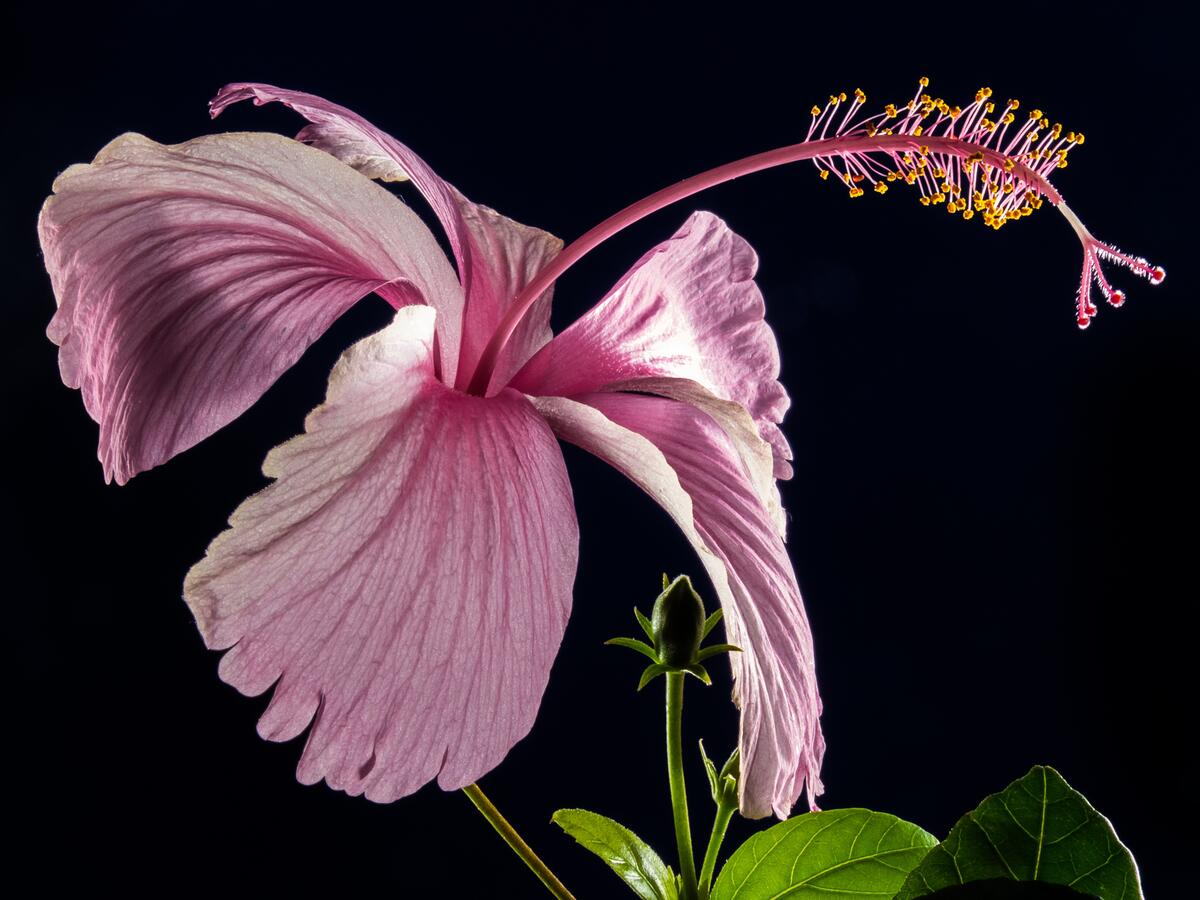 Hibiscus on a black background