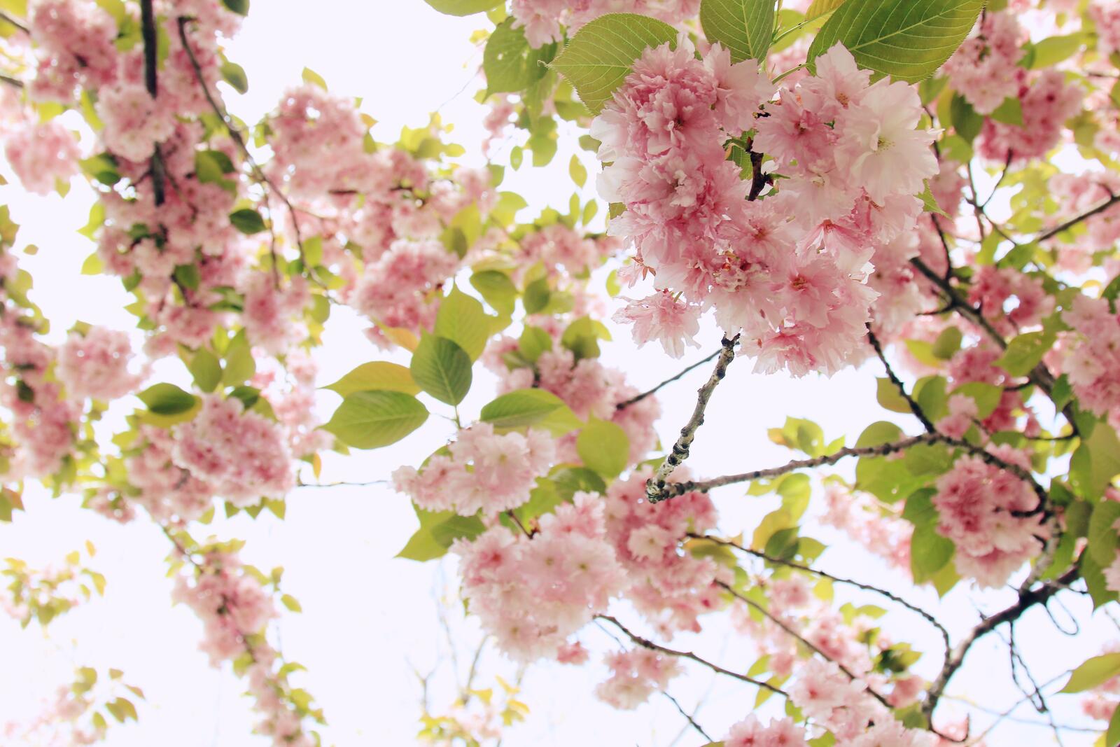 Ветви дерева цветущей вишни