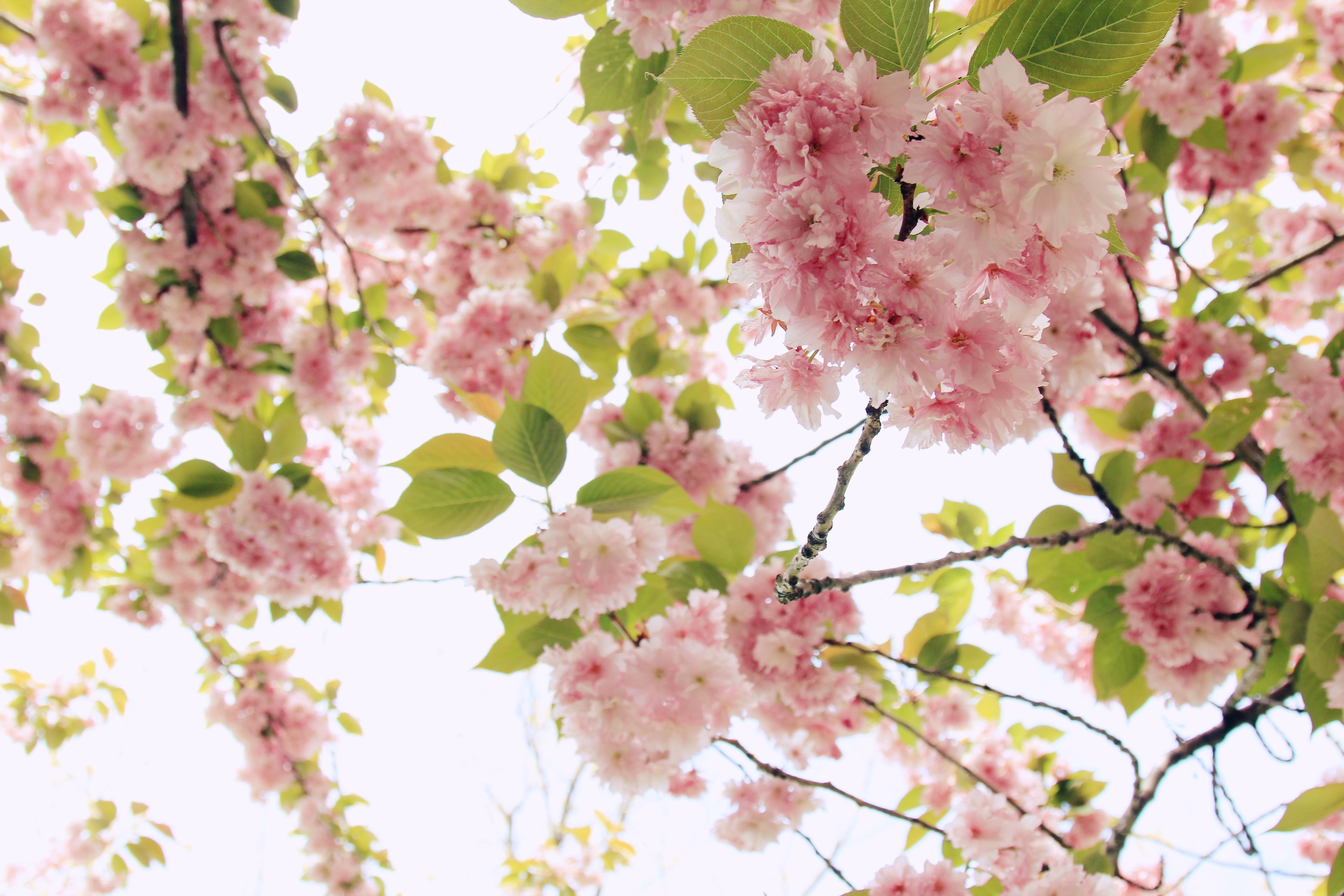 Бесплатное фото Ветви дерева цветущей вишни