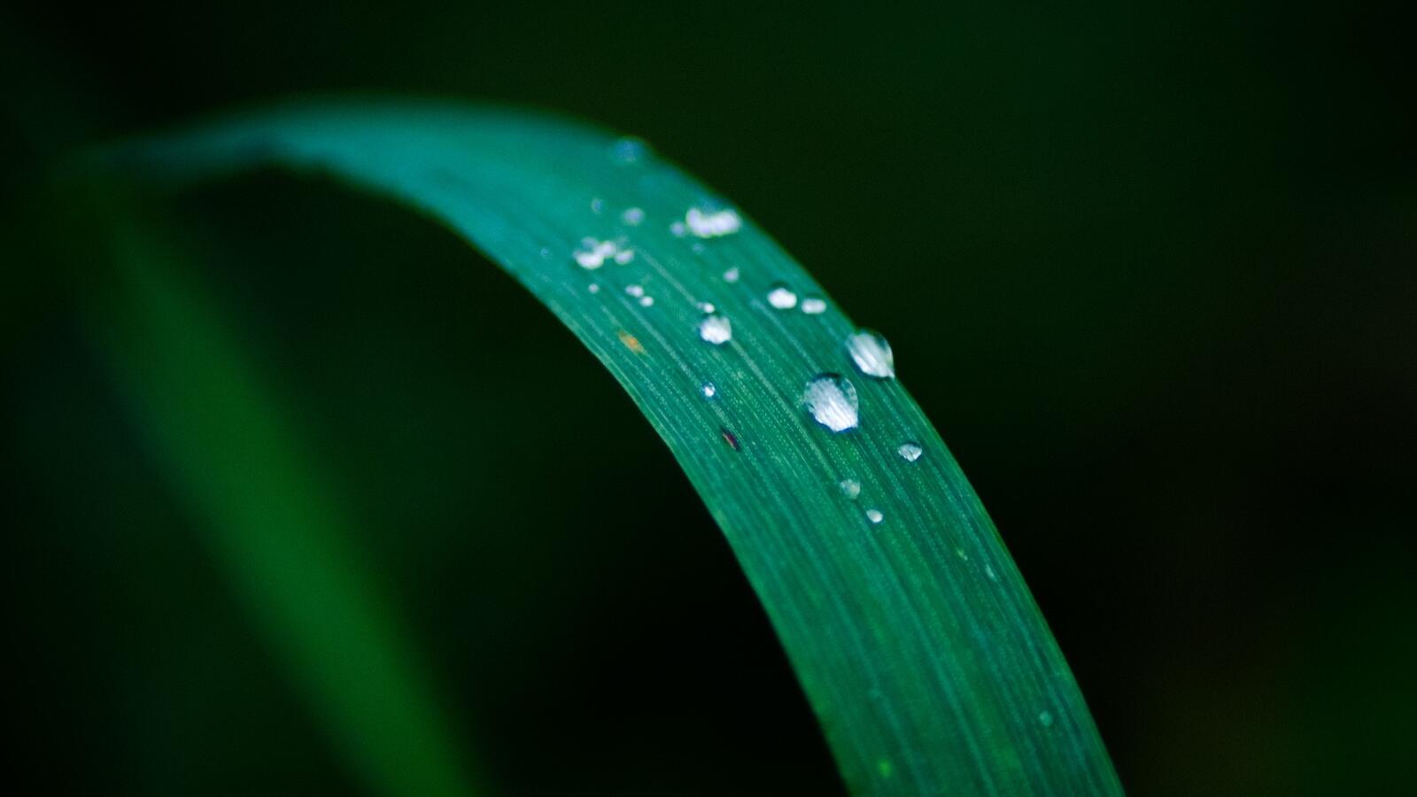 Free photo Water droplets roll down the leaf