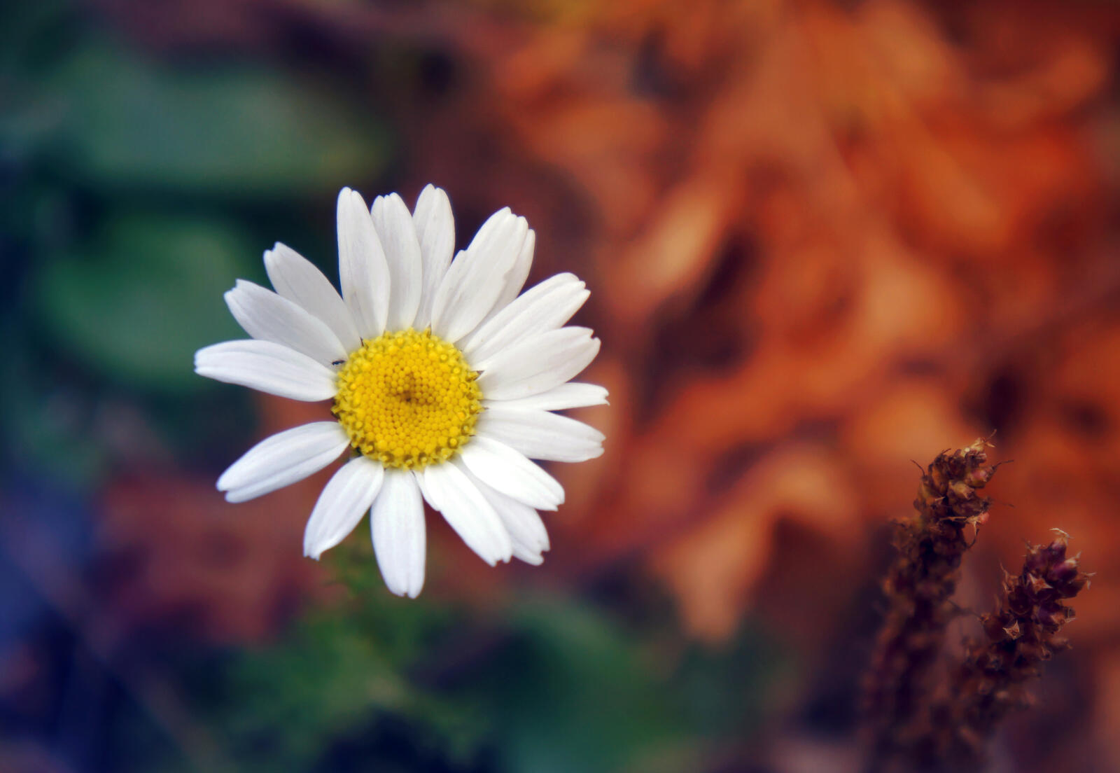 Free photo A lonely little daisy