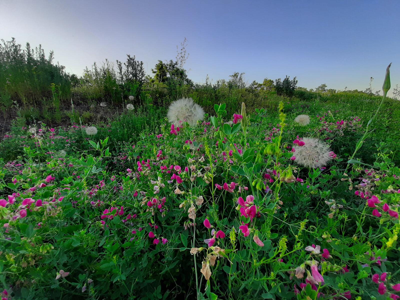 Бесплатное фото Трава с розовыми цветами