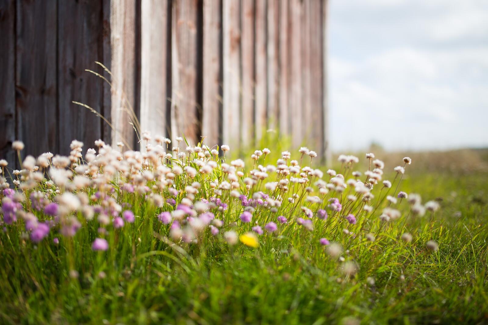 Free photo Wildflowers grow by the fence.