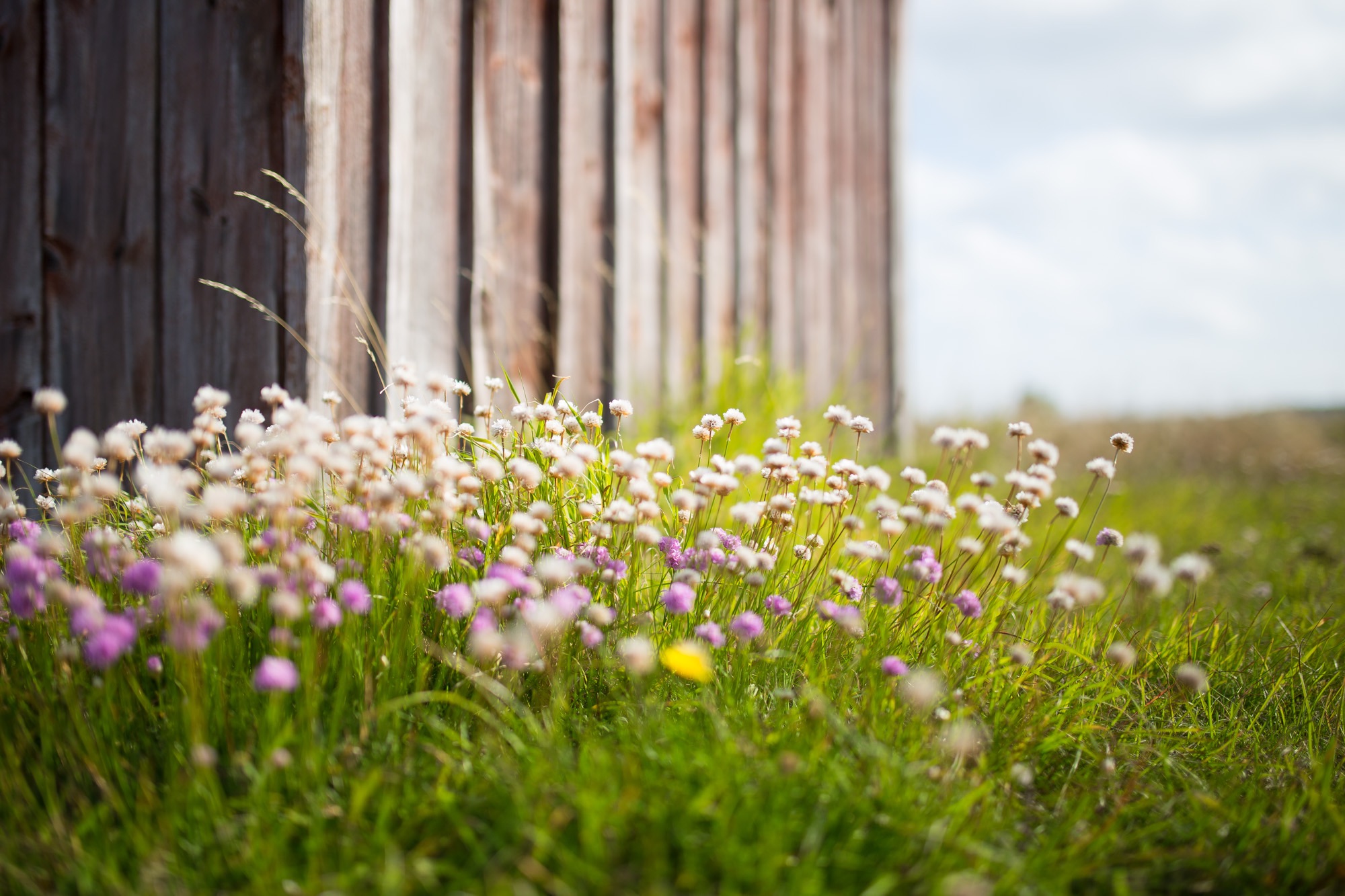 免费照片野花生长在栅栏边。