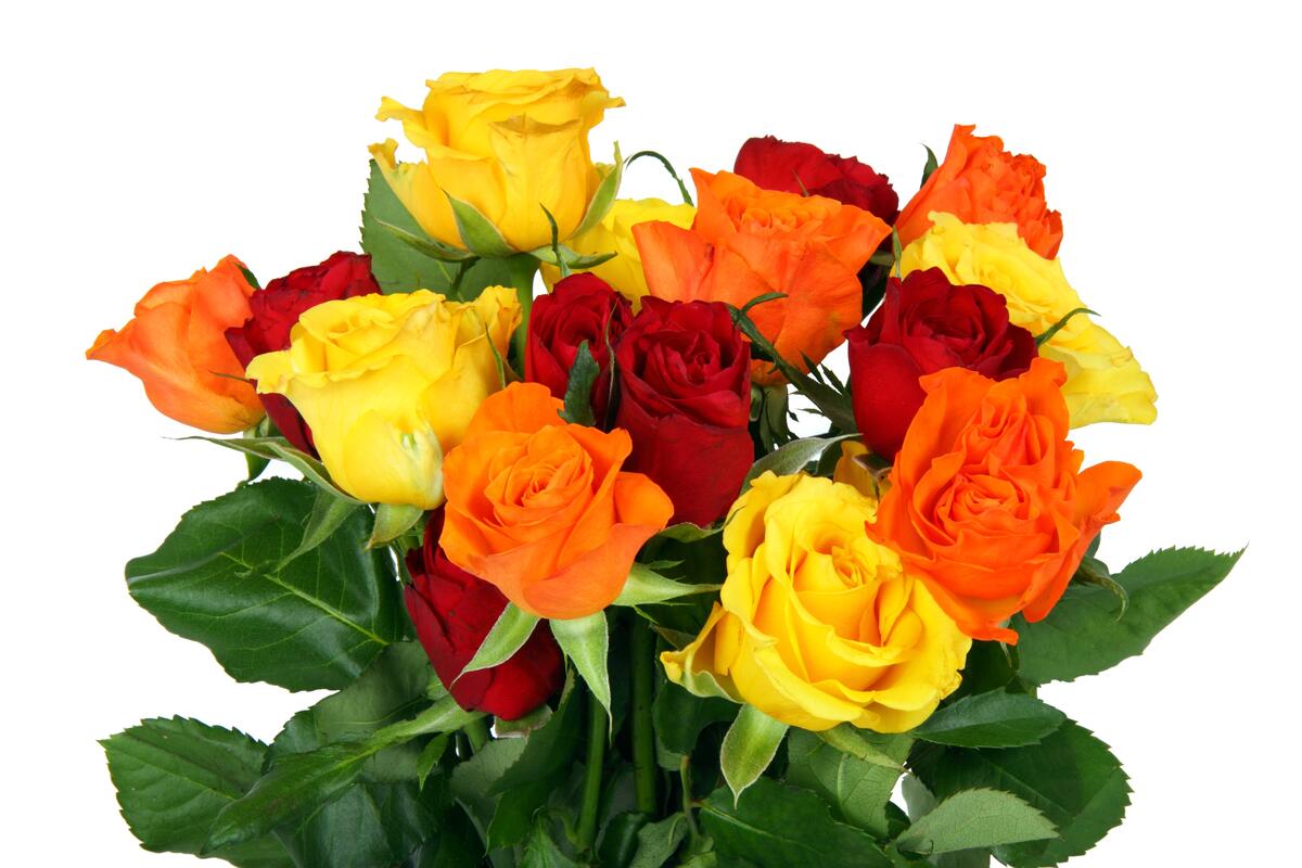 Multicolored bouquet of roses