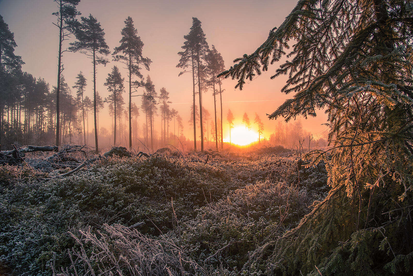 免费照片针叶林霜冻的早晨