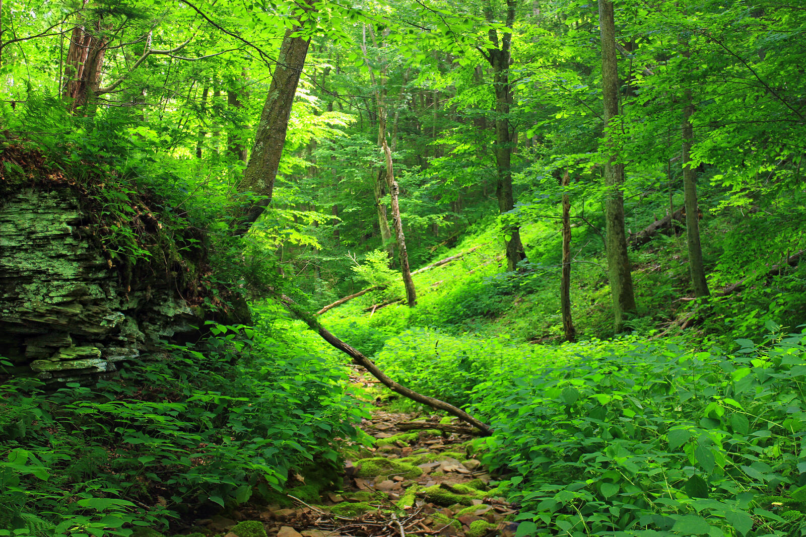 Бесплатное фото Тропа по лесу с зеленой листвой