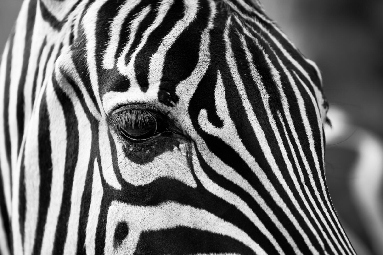 Free photo Striped zebra head
