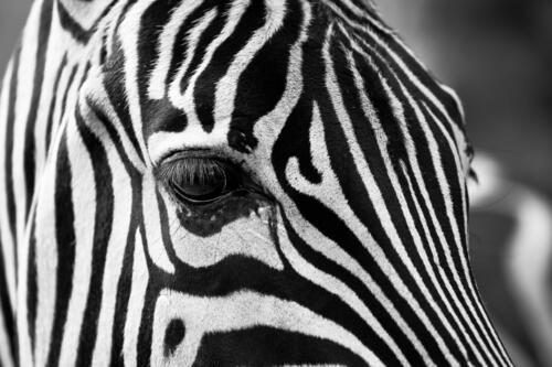 Полосатая голова зебры