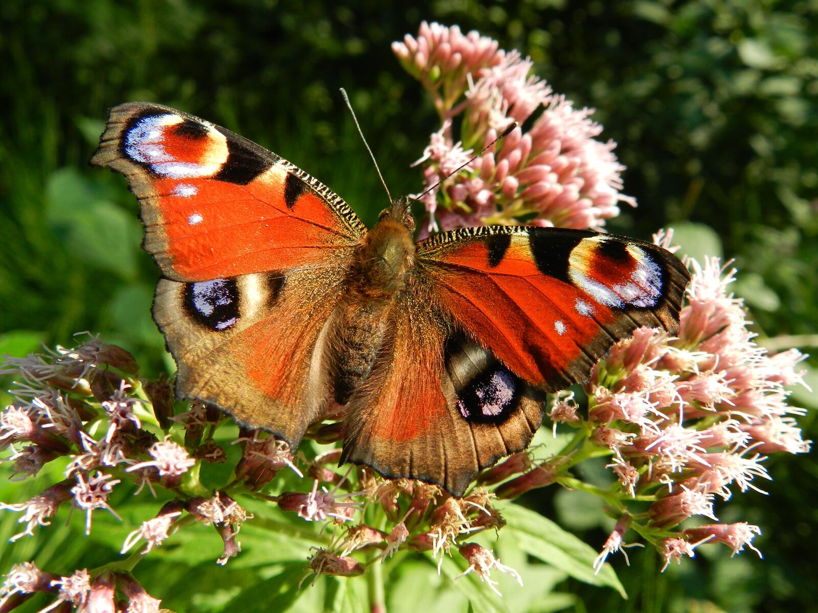 免费照片一只色彩鲜艳的蝴蝶坐在花朵上