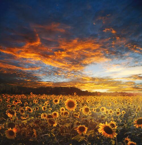 A large field of sunflowers at sunrise