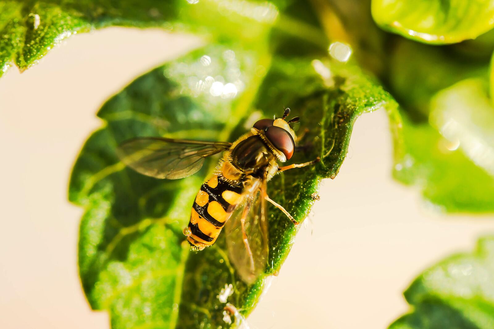 免费照片有一只黄蜂坐在一片绿叶上。