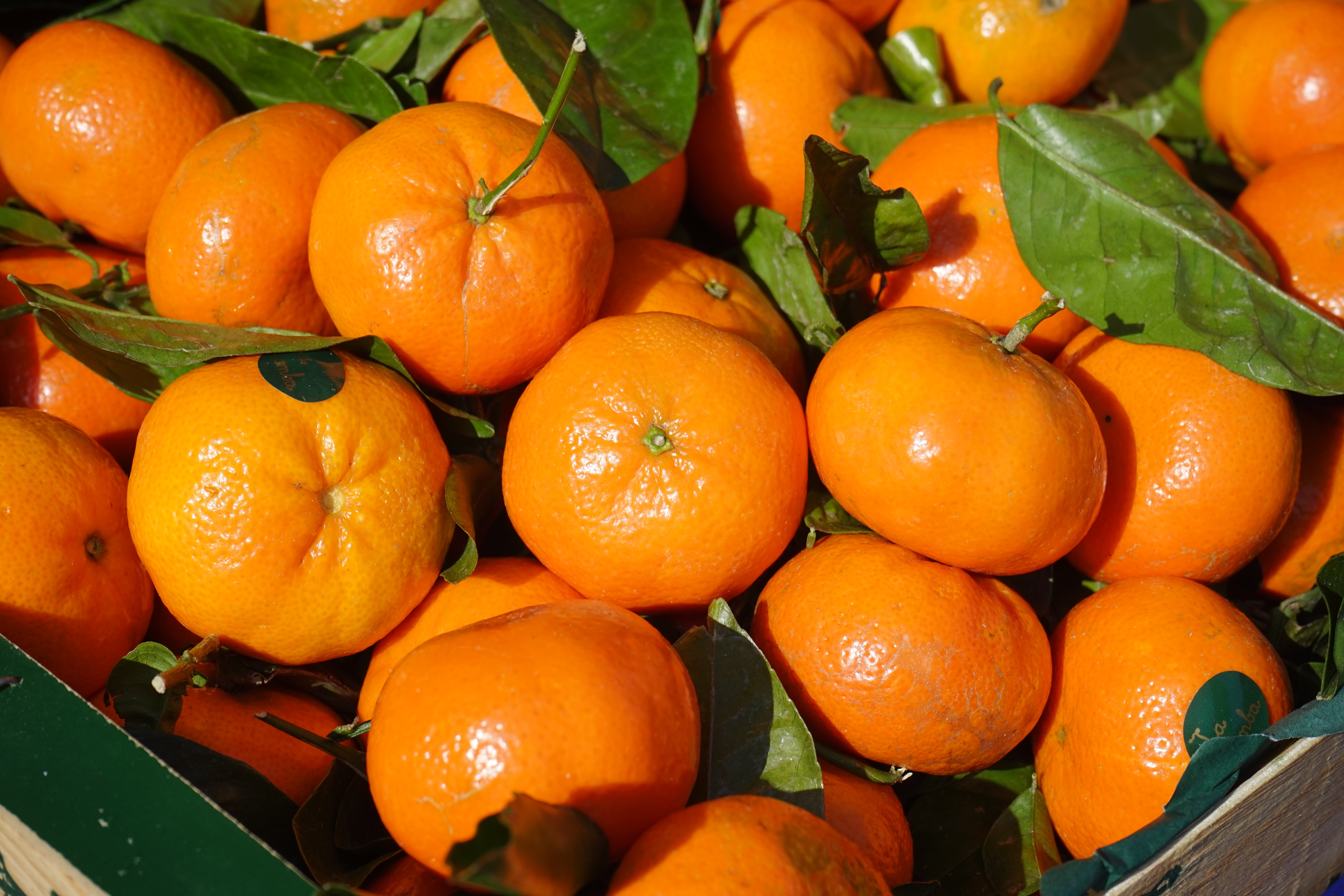 Free photo Wallpaper with a lot of tangerines.
