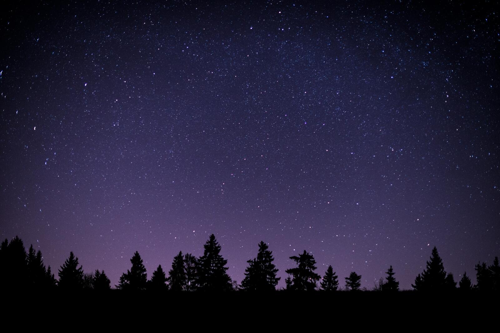 Бесплатное фото Силуэт деревьев на фоне фиолетового неба