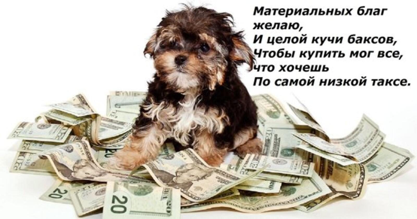 Puppy`s sitting on the money
