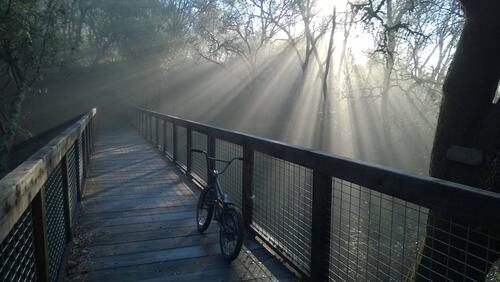 阳光下森林桥上的自行车