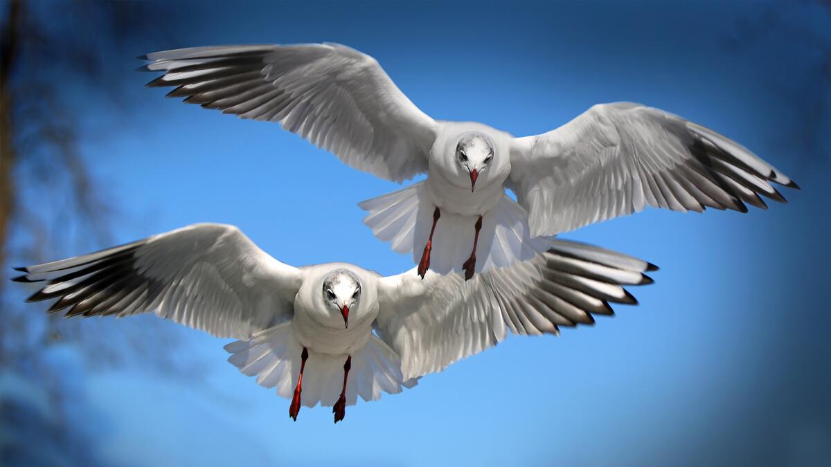 Two seagulls in flight