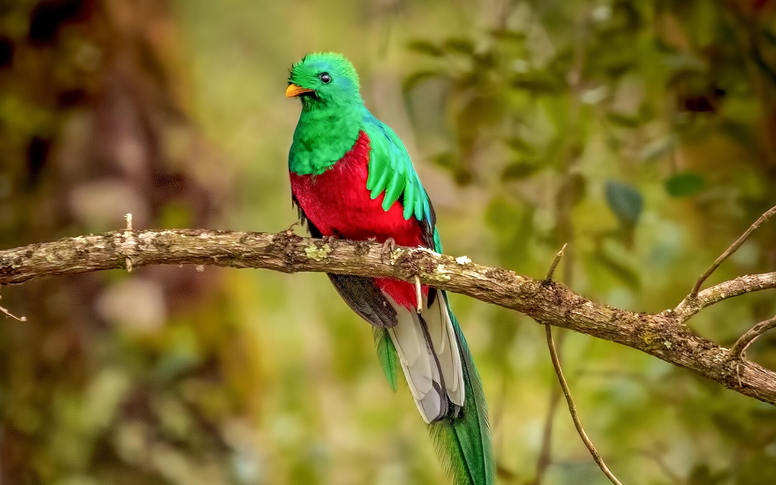Обои ветвь обои resplendent quetzal зеленые птицы на рабочий стол