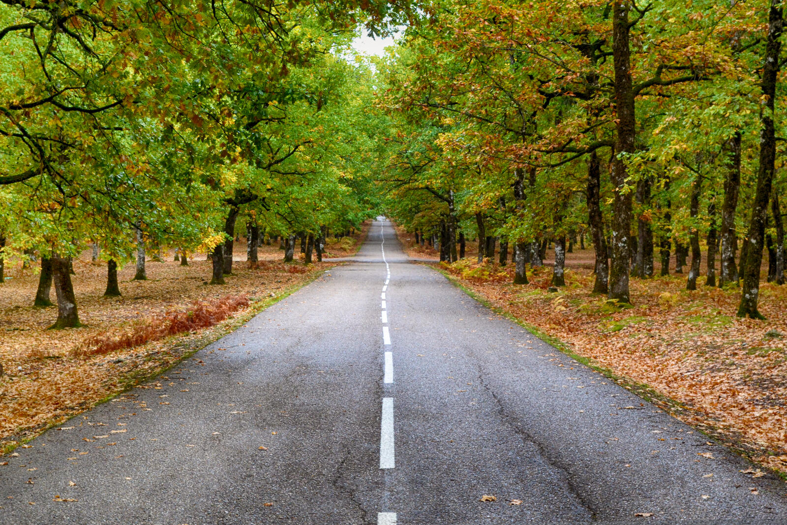 Бесплатное фото Старая дорога в осеннем лесу