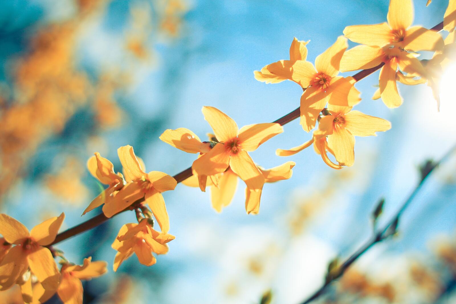 Free photo A sprig of yellow flowers