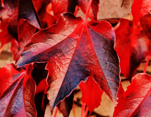 Осенние листья красного цвета