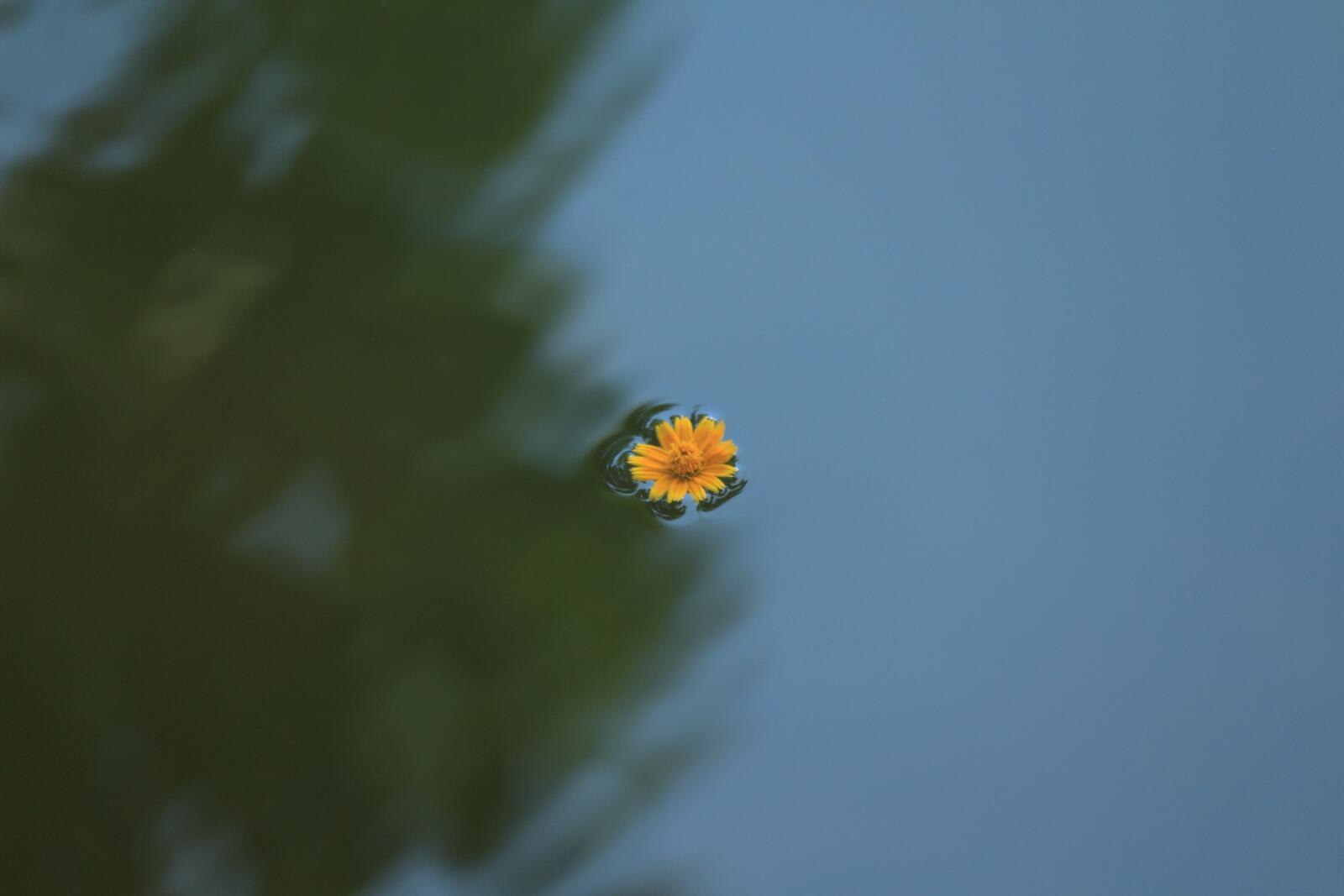 Free photo A flower floating on the river.