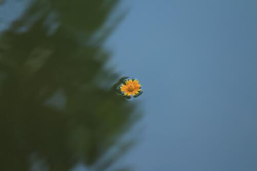 A flower floating on the river.