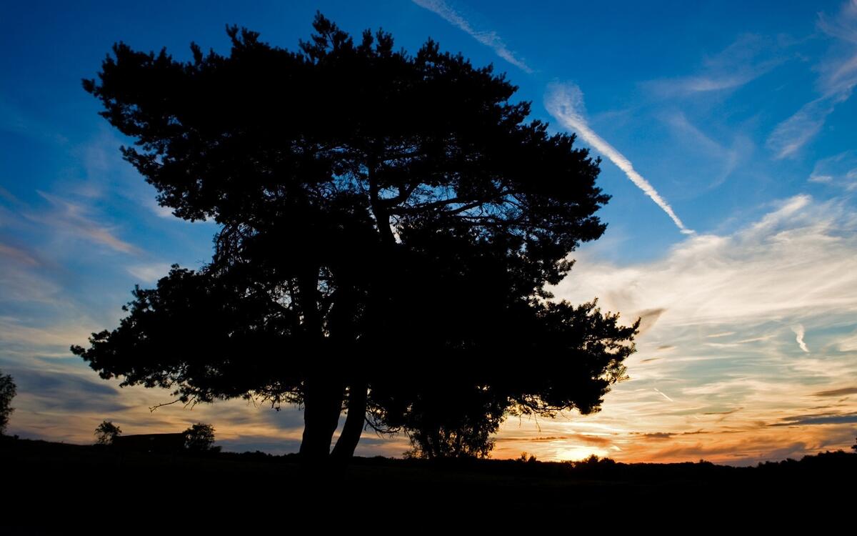 Силуэт дерева на закате