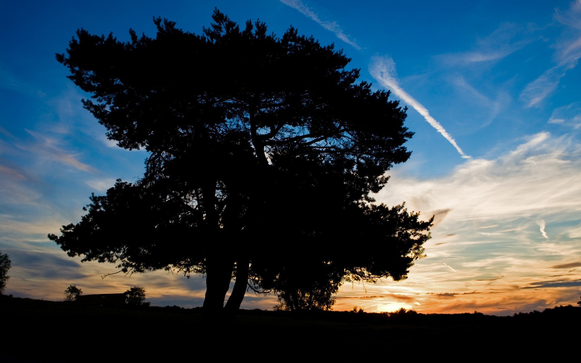 免费照片夕阳下的树影