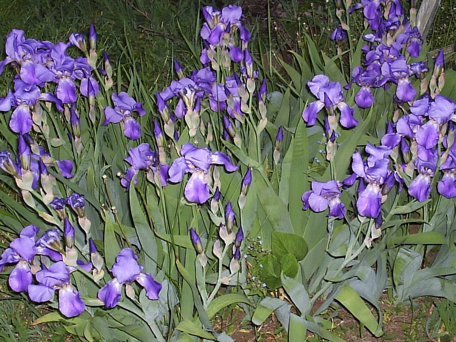 Free photo A flowerbed of irises