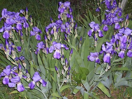 A flowerbed of irises