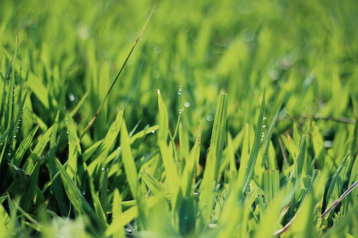 Зеленая трава с каплями дождя