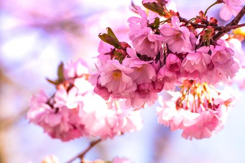 A sprig of cherry blossom with pink flowers