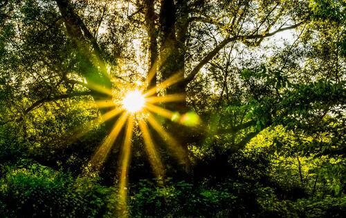 The sun`s rays break through the branches of the trees