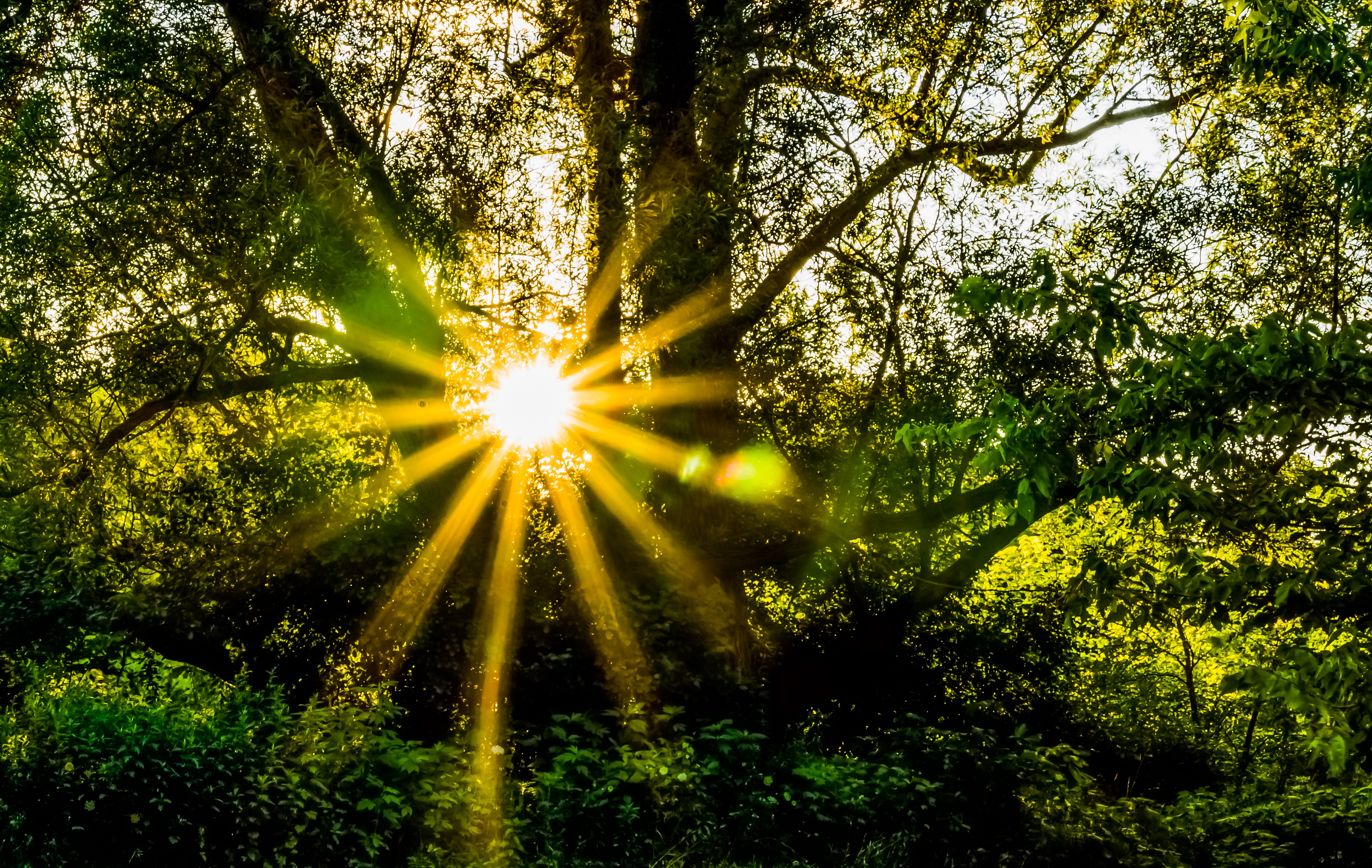 Солнечные лучи пробиваются сквозь ветви деревьев