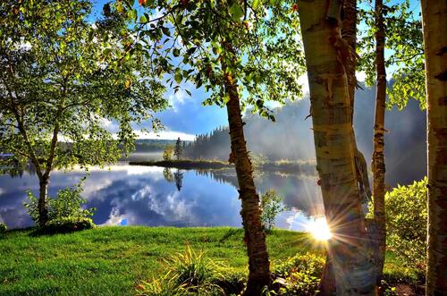 Sunny morning on the shore of a summer lake