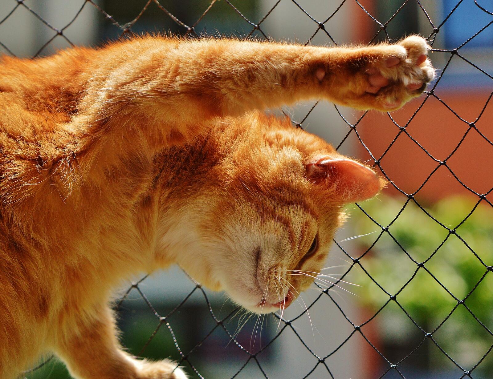 Бесплатное фото Рыжий кот лежит на решетке