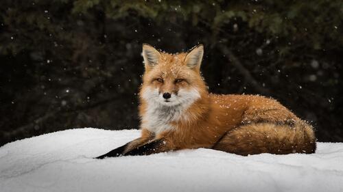 Рыжая лиса лежит на снегу