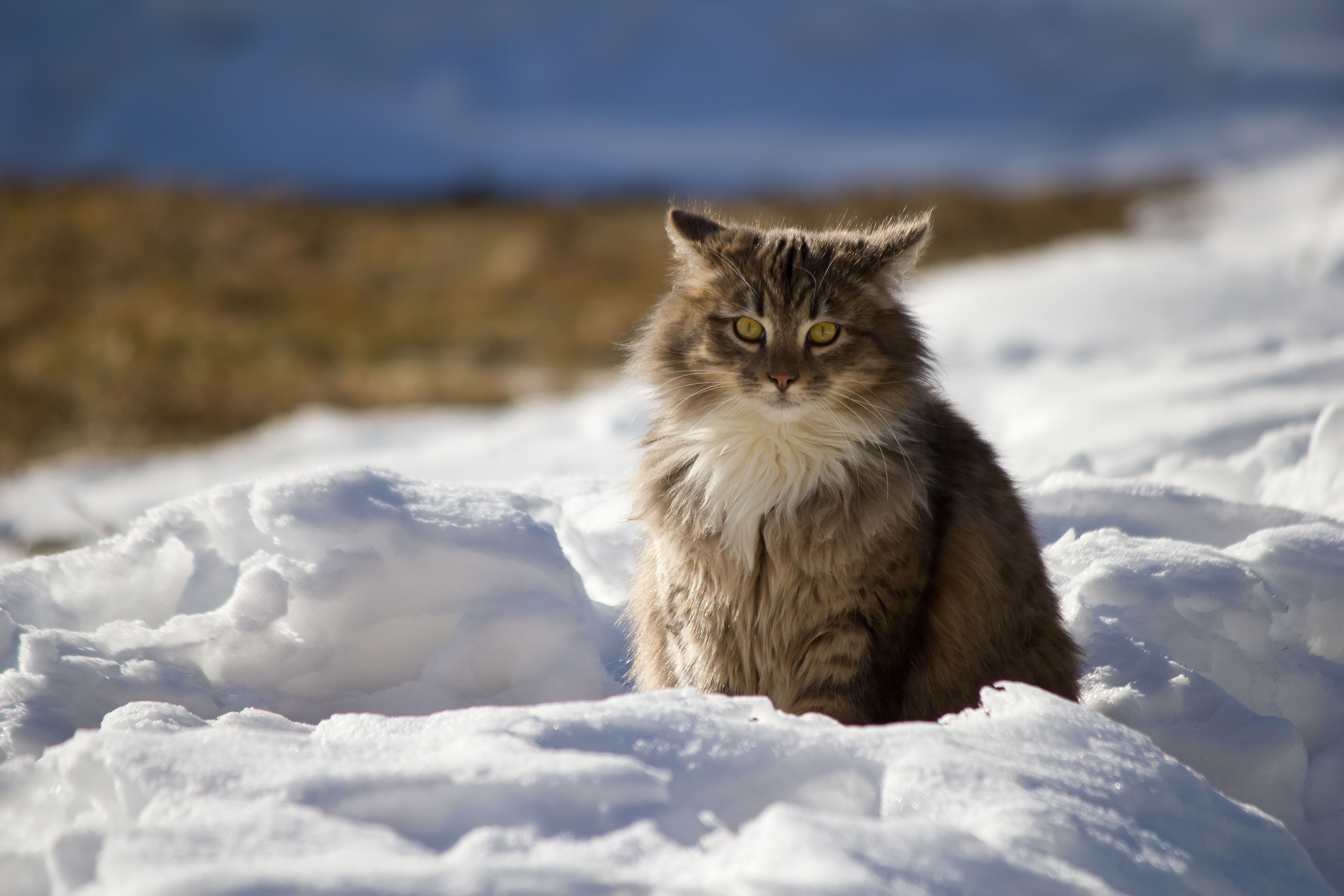 一只家养的猫咪坐在雪地里