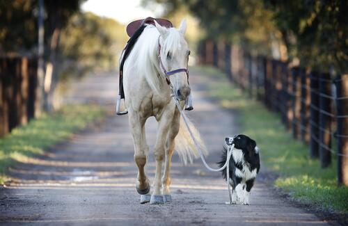 Собака выгуливает белую лошадь