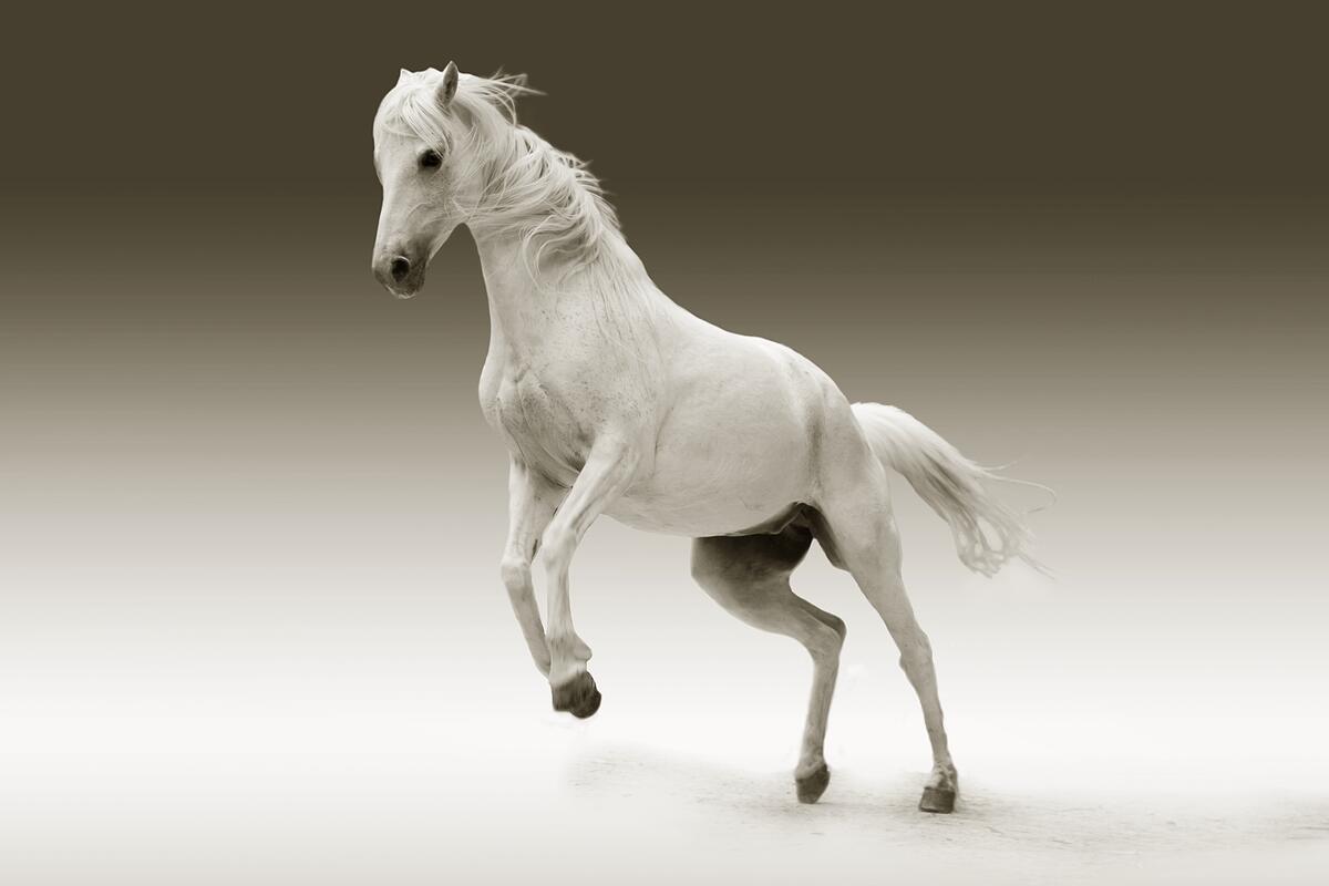 a white horse in a jump