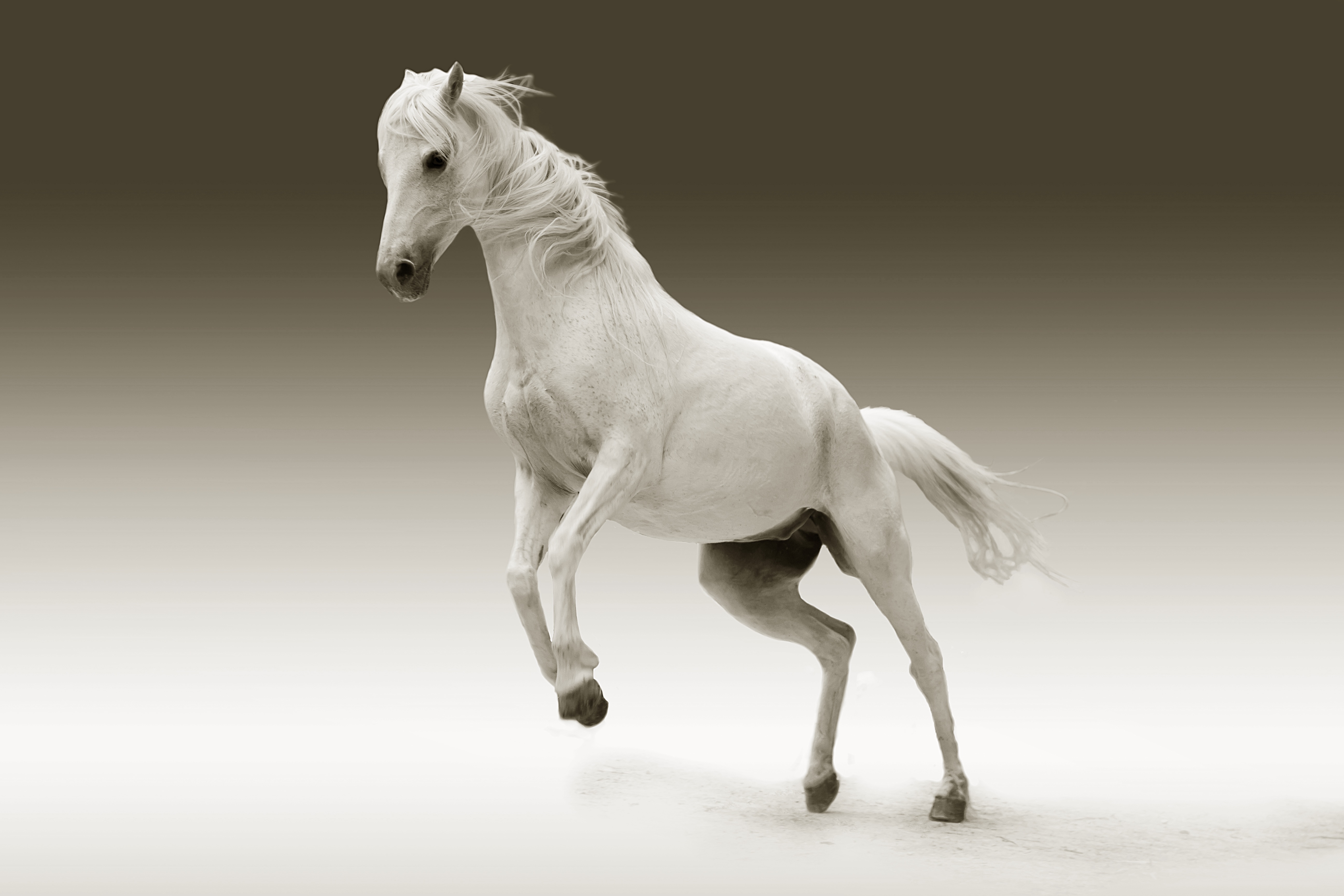 белая лошадь в прыжке